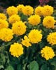Dahlia  SISA